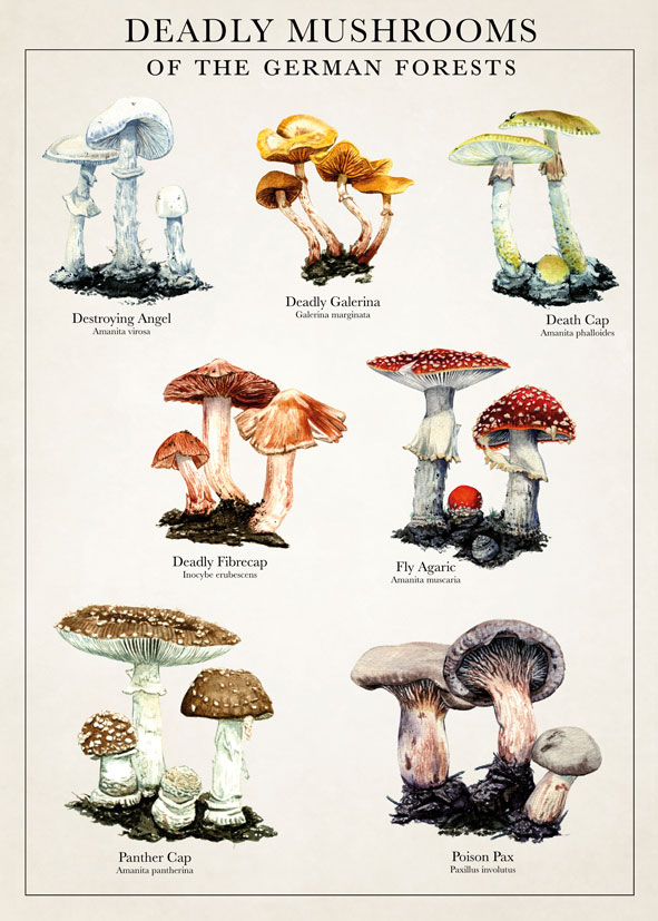 Botaniccal Illustration Poster