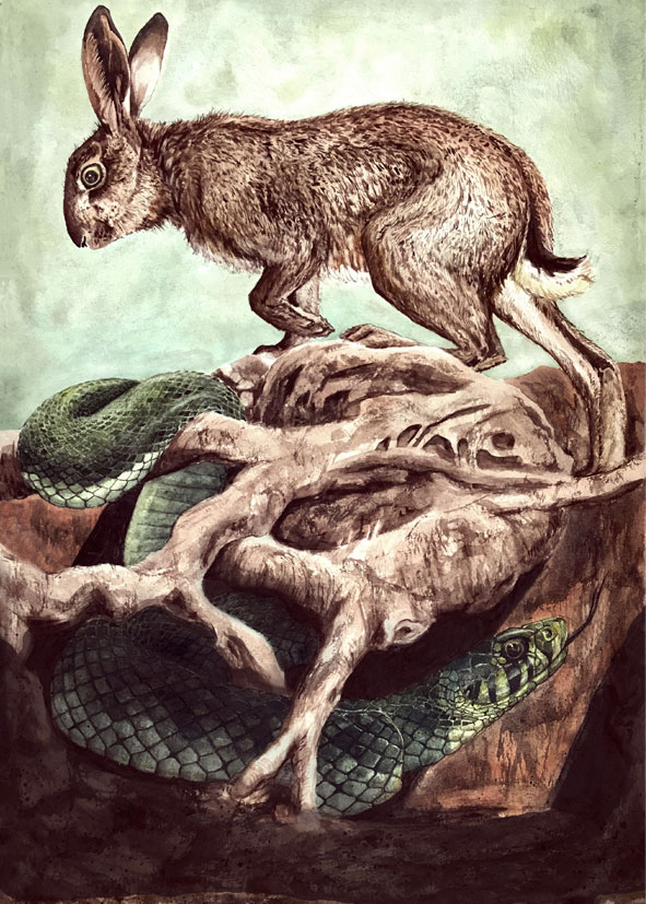 Watercolour Illustration Wildlife