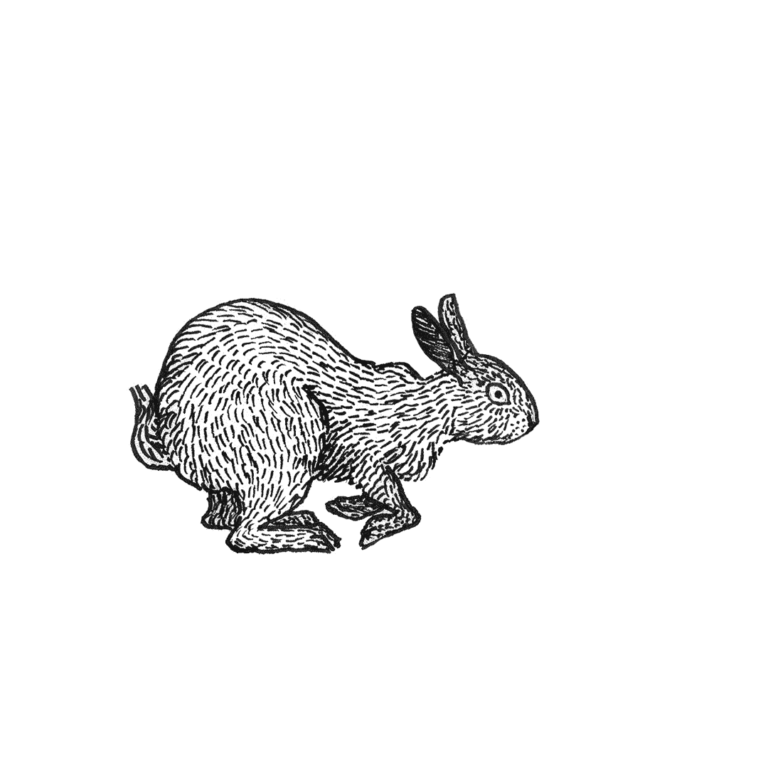 rabbit_animation